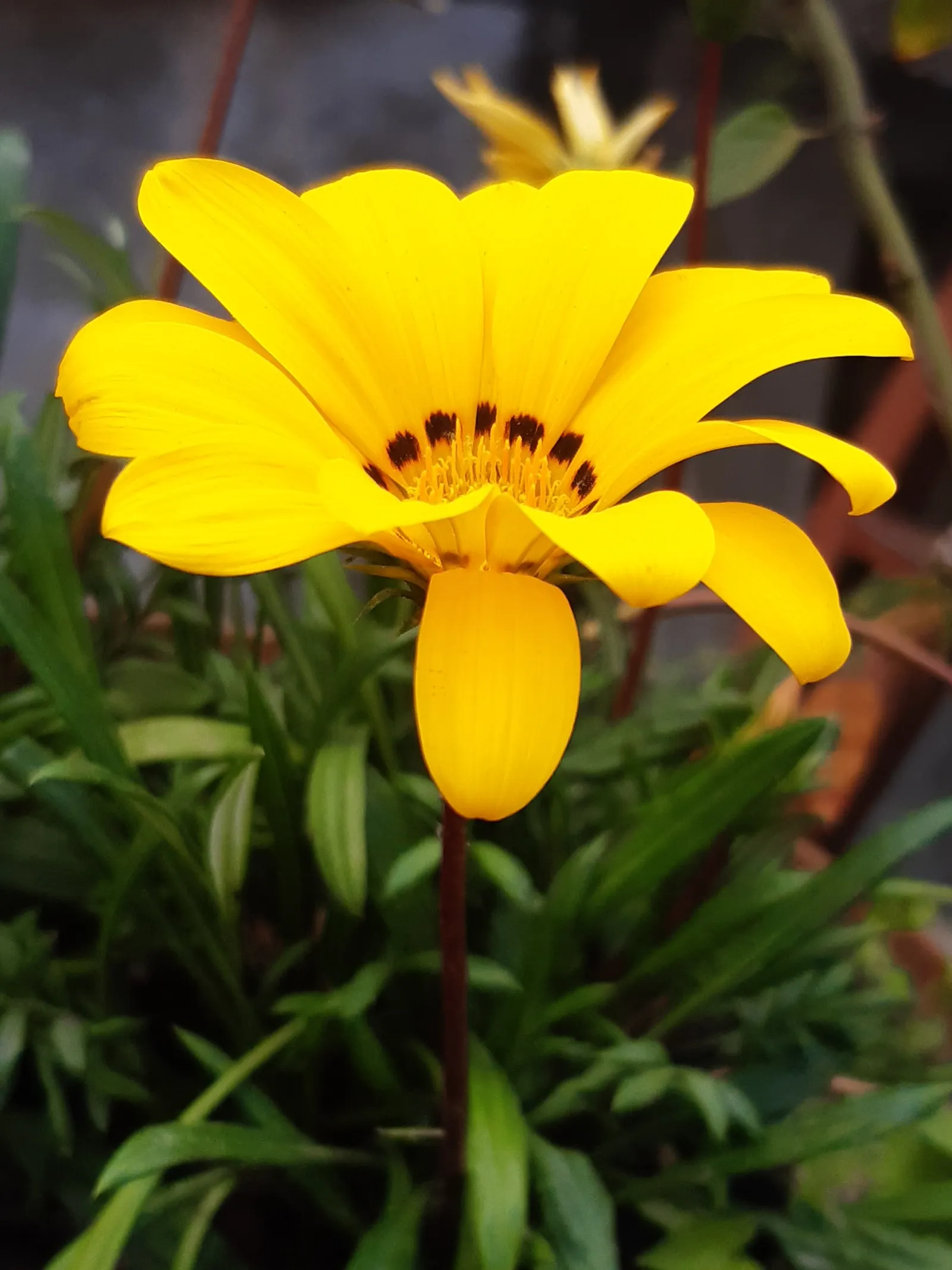 Trailing Gazania (Gazania Rigens) — offering a lengthy display of color.<br><br>For the landscape designer; adding a burst of color with minimal, image 87