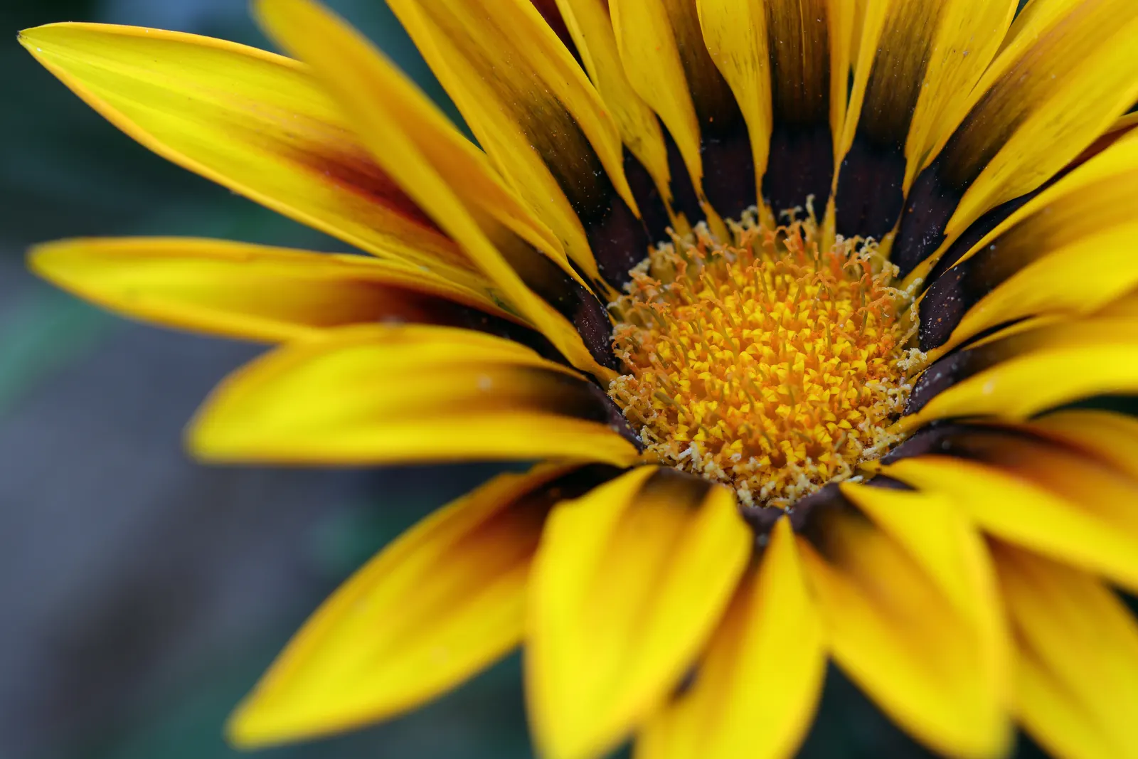 Trailing Gazania (Gazania Rigens) — Preference for well-draining soil makes it ideal for slopes; is a vibrant and robust ground cover that thrives, image 77