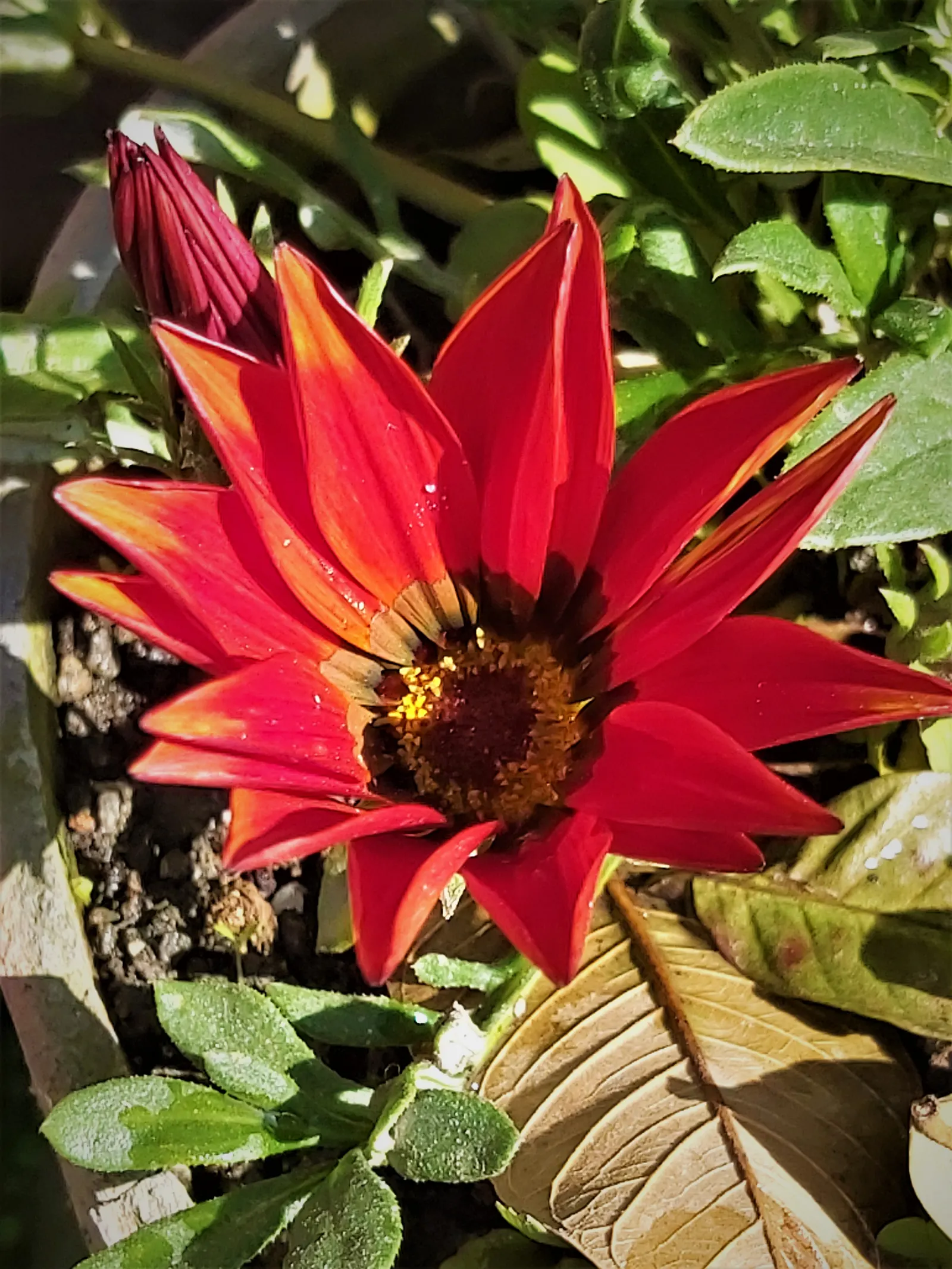 Trailing Gazania (Gazania Rigens) — scientifically named Gazania rigens; gold and multi-colored and orange and pink and purple and red and violet, image 79