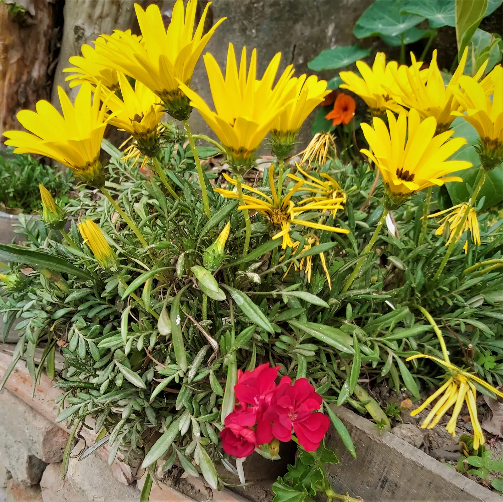 Trailing Gazania (Gazania Rigens) — or employed in mass plantings to provide a carpet of color; which include minimal watering once established and occasional