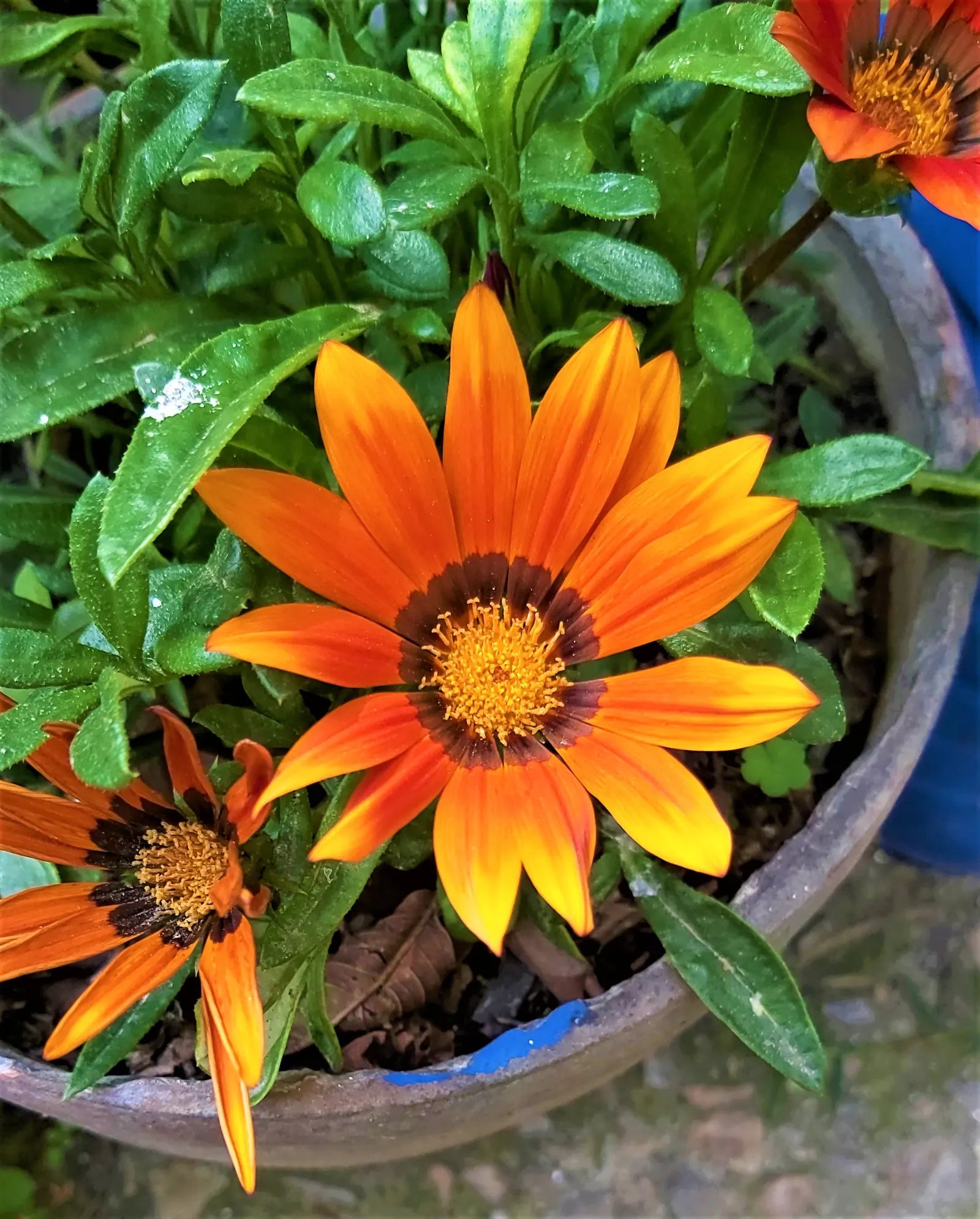 Trailing Gazania (Gazania Rigens) — Flowering typically occurs from early summer to autumn; ground cover / perennial with gold and multi-colored and orange and