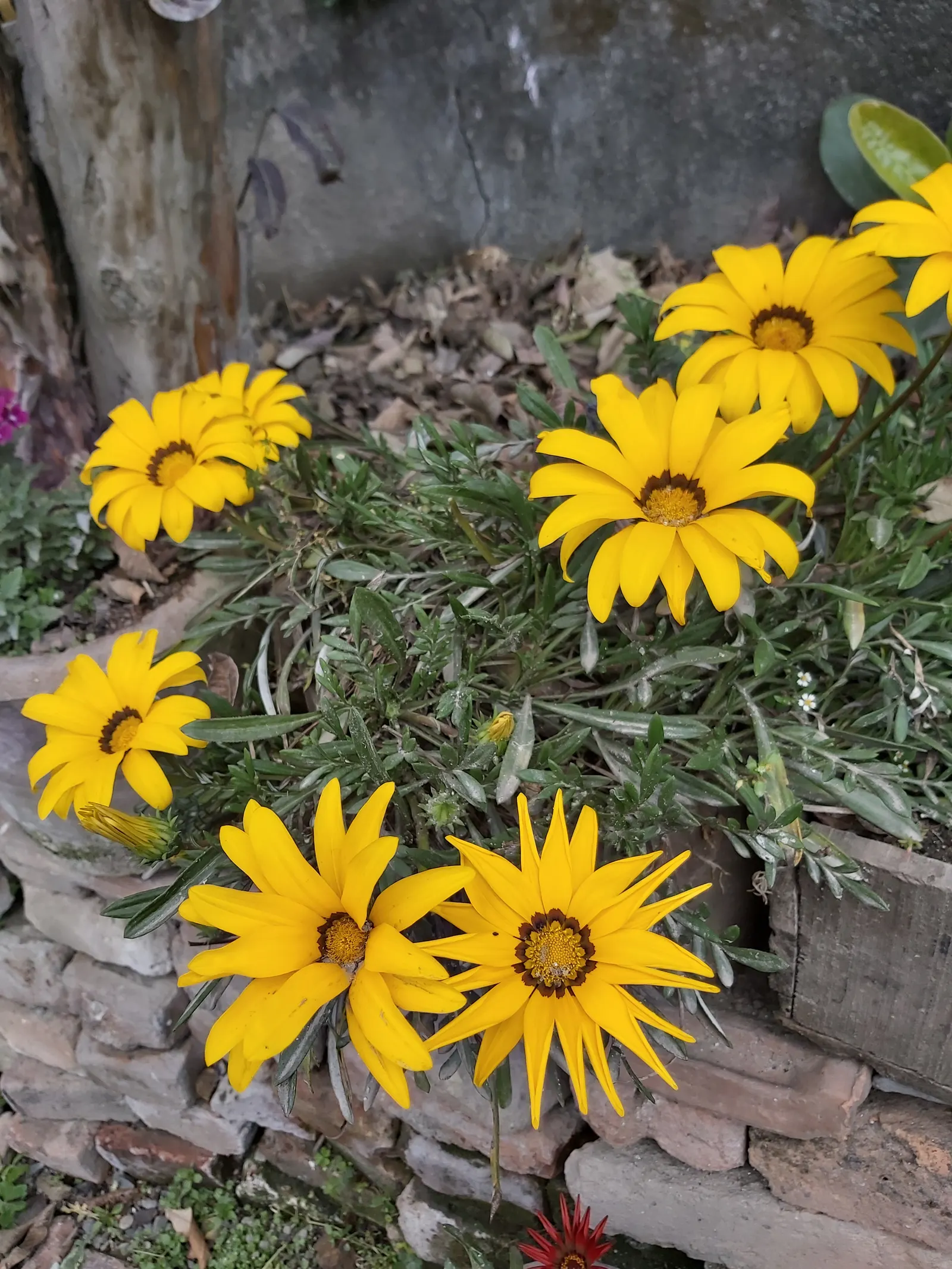 Trailing Gazania (Gazania Rigens) — often with a contrasting eye at the center