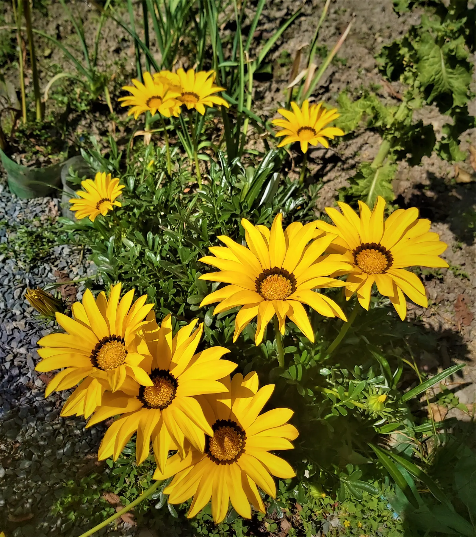 Trailing Gazania (Gazania Rigens) — ranging from bold yellows and oranges to whites and reds; its trailing stems can spread 1-2 feet, embellished, image 59