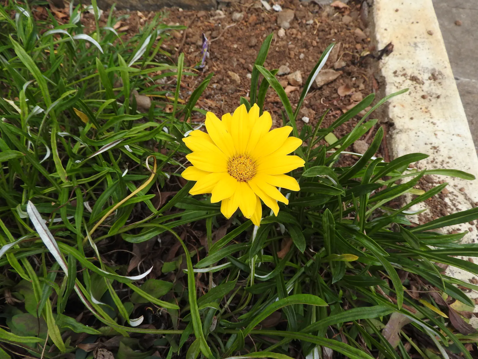 Trailing Gazania (Gazania Rigens) — highlight the plant's low maintenance needs