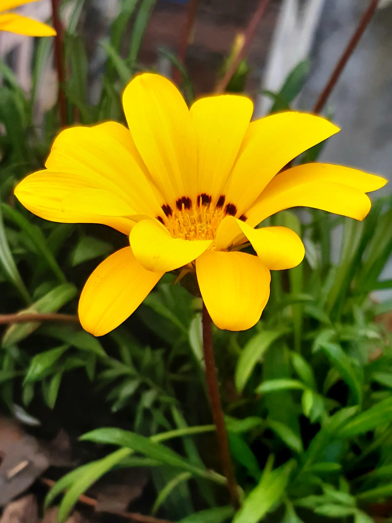 Trailing Gazania (Gazania Rigens) — Its trailing stems can spread 1-2 feet, embellished with silver-green foliage; ranging from bold yellows and, image 74