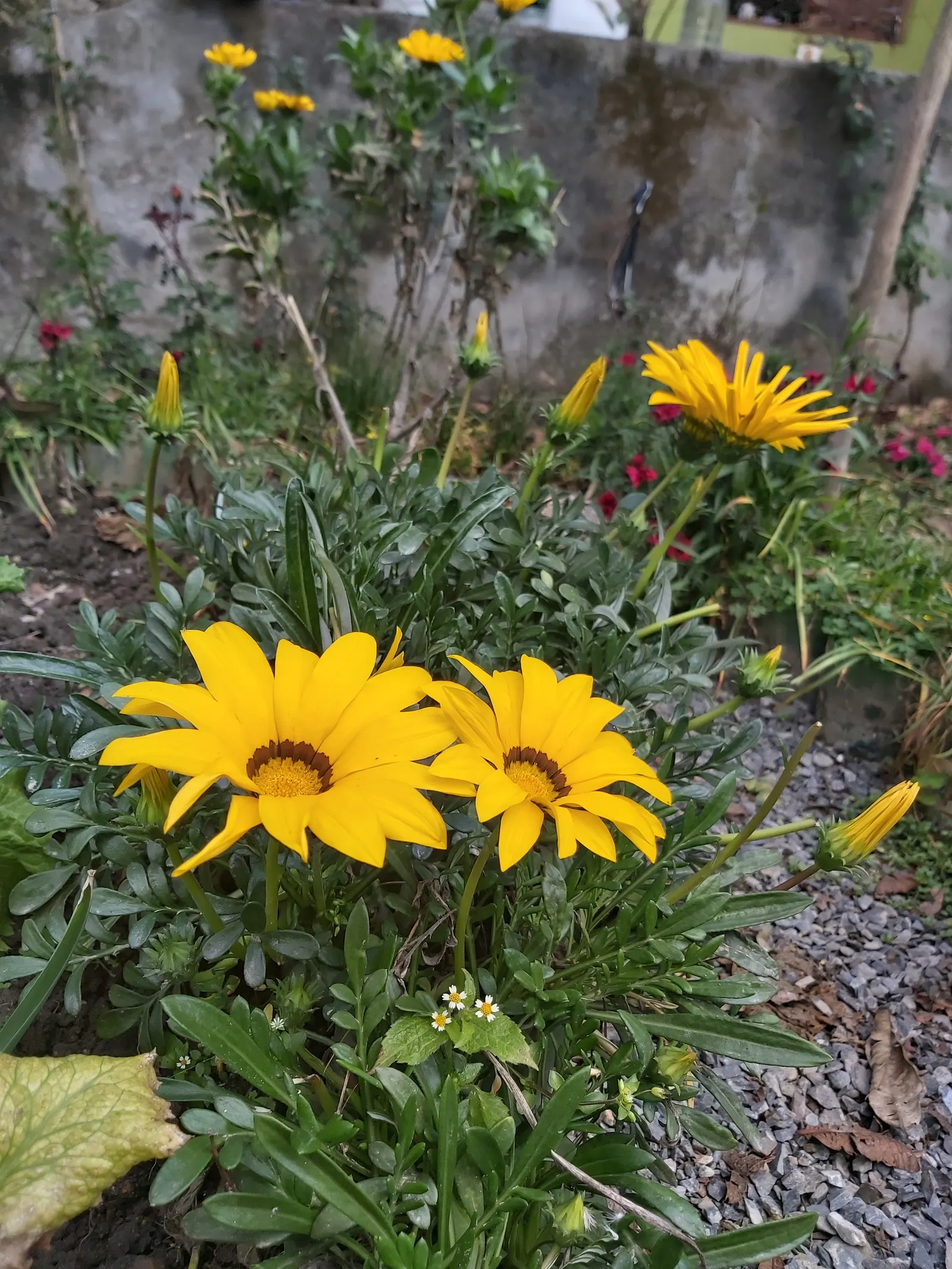 Trailing Gazania (Gazania Rigens) — often with a contrasting eye at the center; although it prefers well-draining conditions, image 84