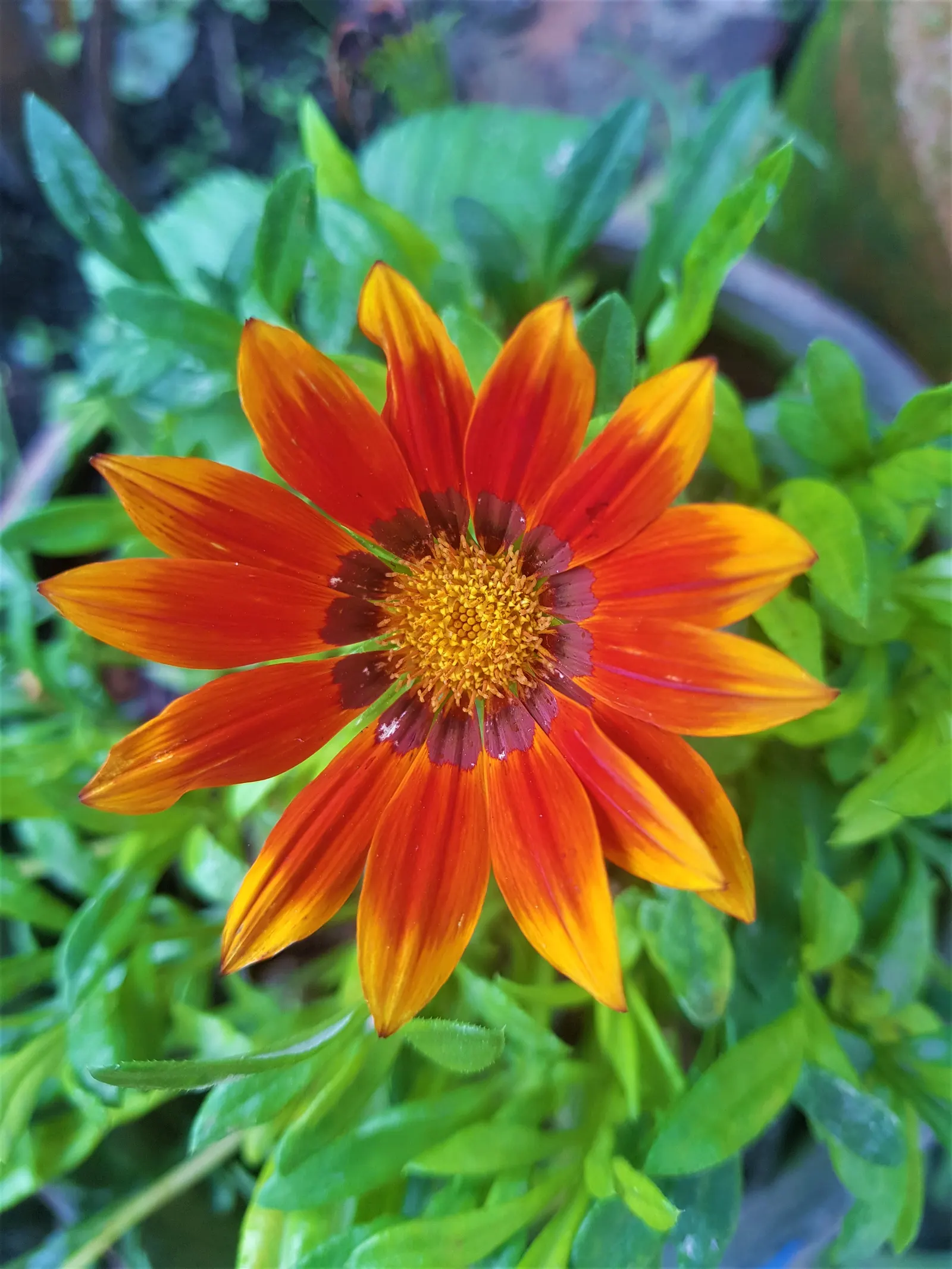 Trailing Gazania (Gazania Rigens) — Its resilience to coastal conditions and pests adds to its suitability for a range of garden settings; ground cover /