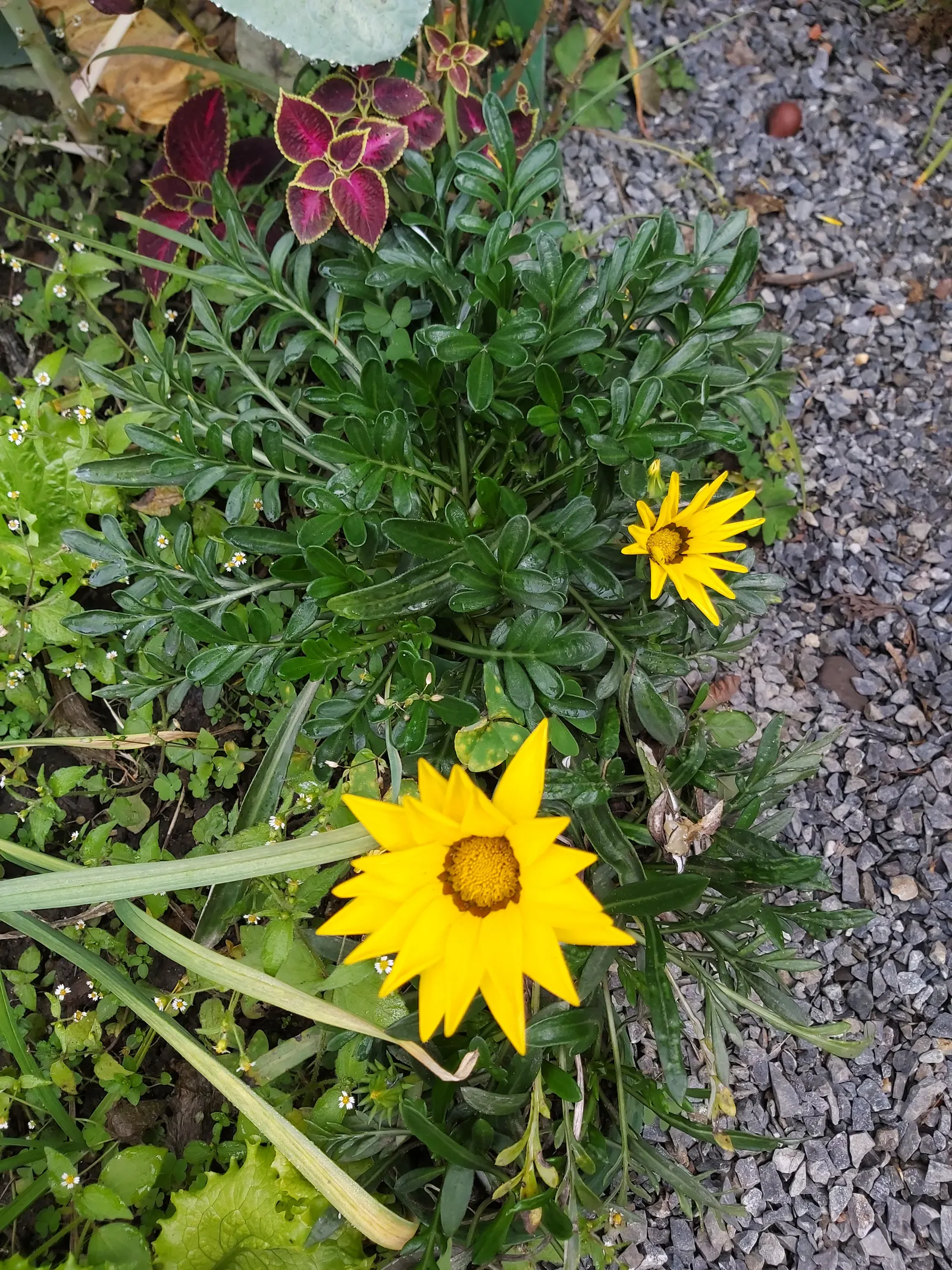 Trailing Gazania (Gazania Rigens) — which include minimal watering once established and occasional deadheading to promote further blooming
