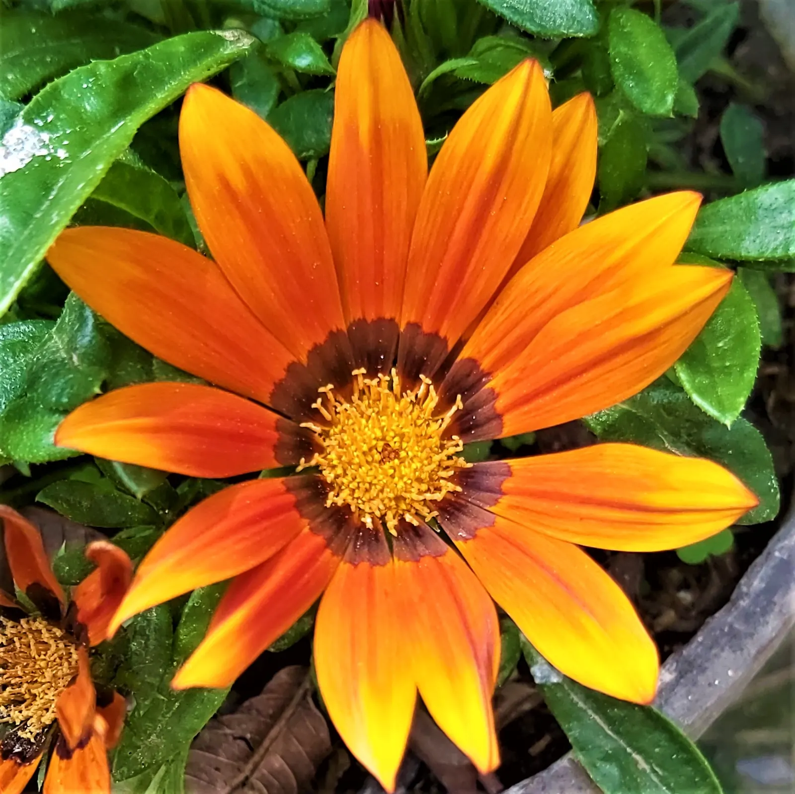 Trailing Gazania (Gazania Rigens) — gold and multi-colored and orange and pink and purple and red and violet and white and yellow flowers in the, image 94