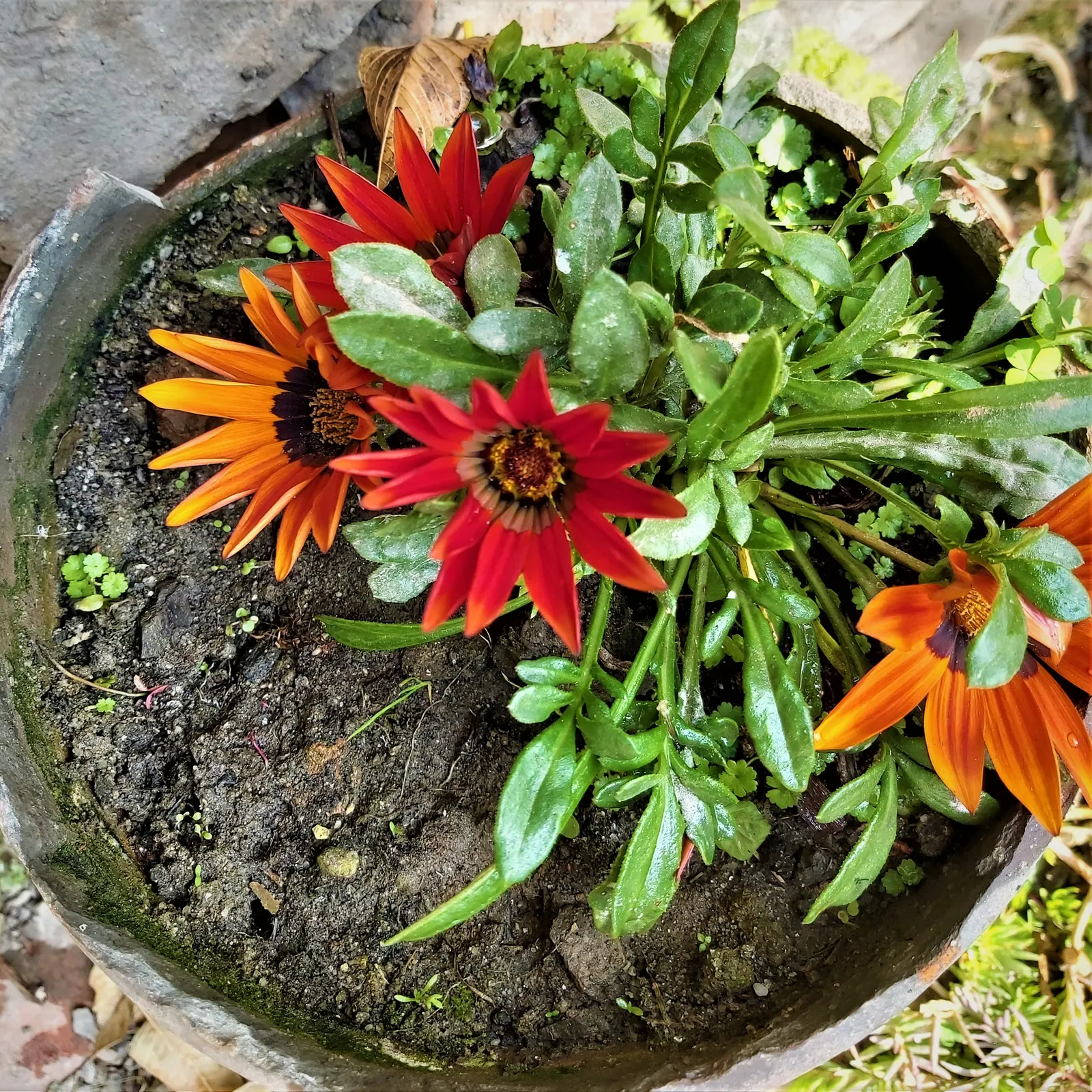Trailing Gazania (Gazania Rigens) — it's crucial to note that Gazania rigens is suitable for rock gardens