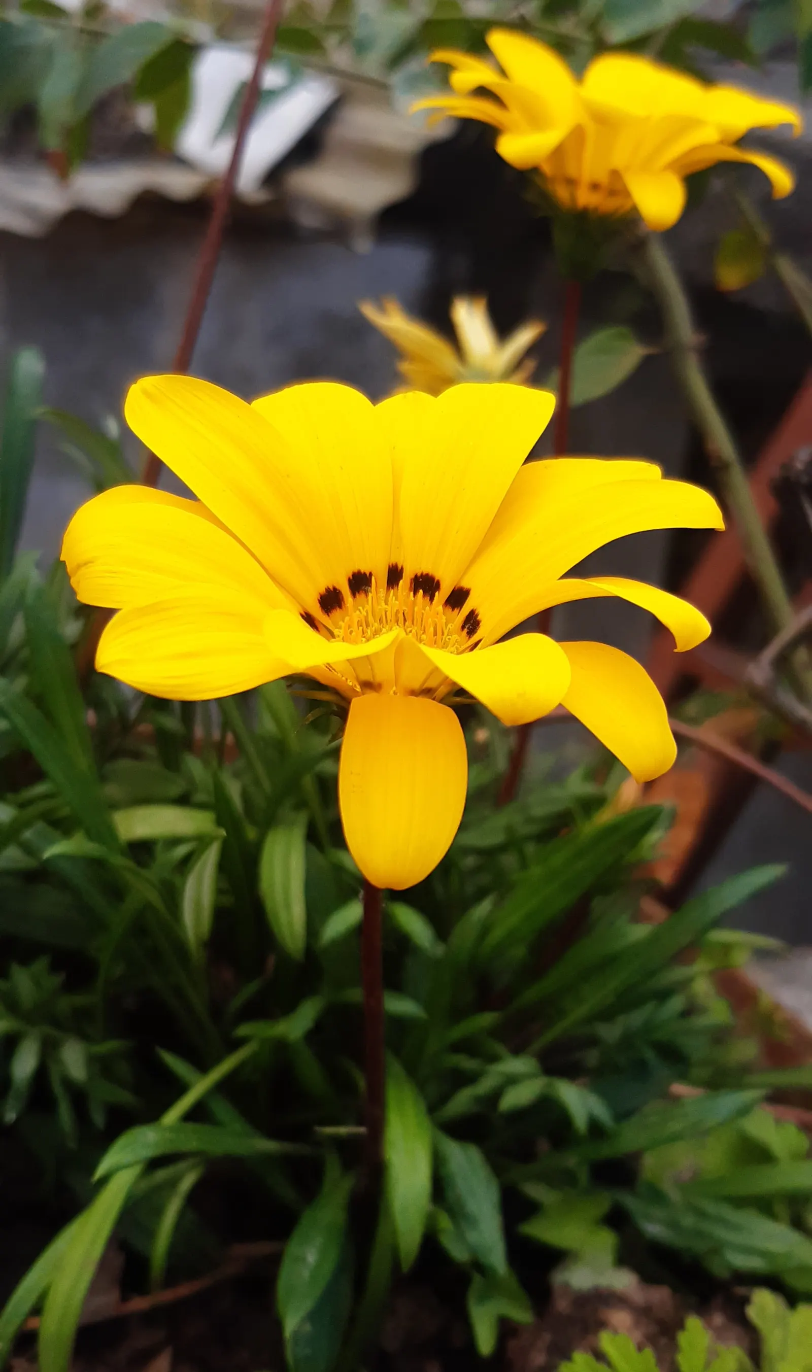 Trailing Gazania (Gazania Rigens) — ground cover / perennial for full or half