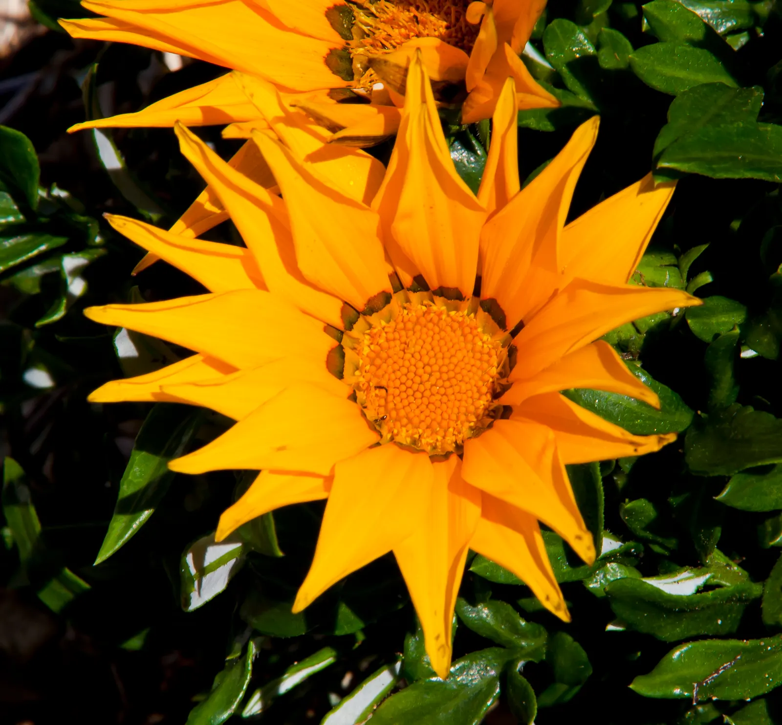 Trailing Gazania (Gazania Rigens) — although it prefers well-draining conditions; often with a contrasting eye at the center, image 57
