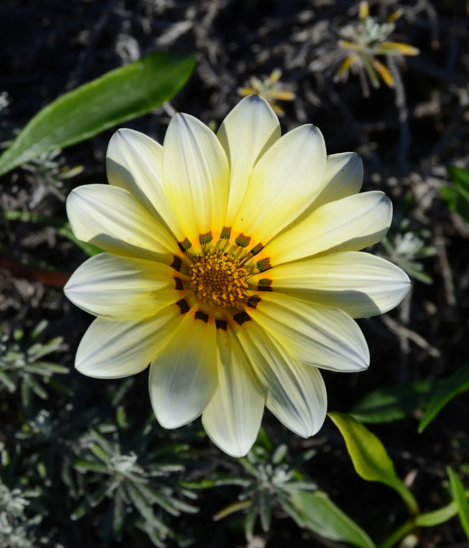 Trailing Gazania (Gazania Rigens) — These blossoms open wide under the sunlight and close in the evening or during overcast weather; it's crucial, image 85