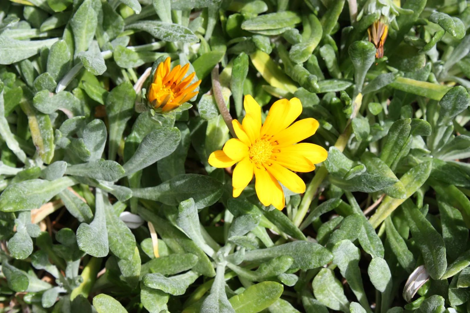 Trailing Gazania (Gazania Rigens) — which exhibit a kaleidoscope of colors