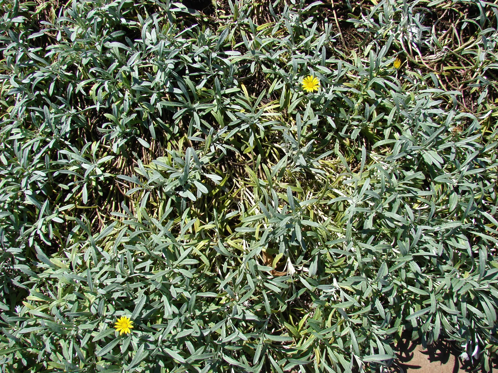 Trailing Gazania (Gazania Rigens) — adding a burst of color with minimal maintenance; offering a lengthy display of color.<br><br>For the landscape designer