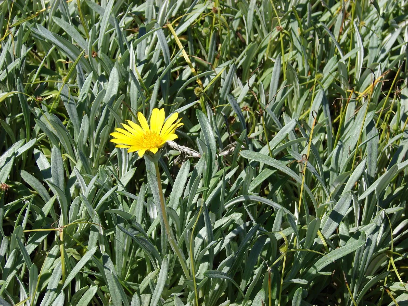 Trailing Gazania (Gazania Rigens) — These blossoms open wide under the sunlight and close in the evening or during overcast weather