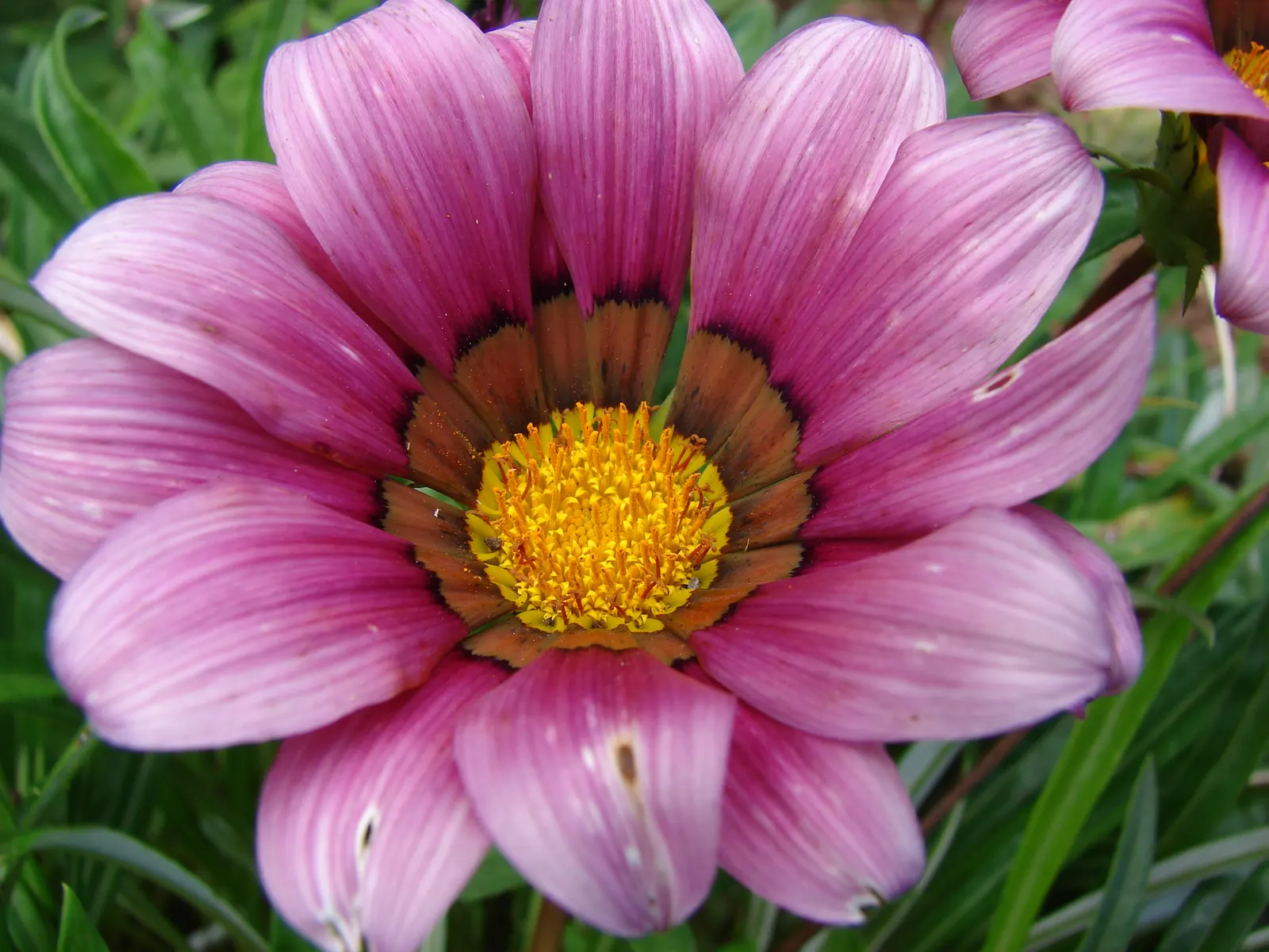 Trailing Gazania (Gazania Rigens) — offering a lengthy display of color.<br><br>For the landscape designer; adding a burst of color with minimal, image 63
