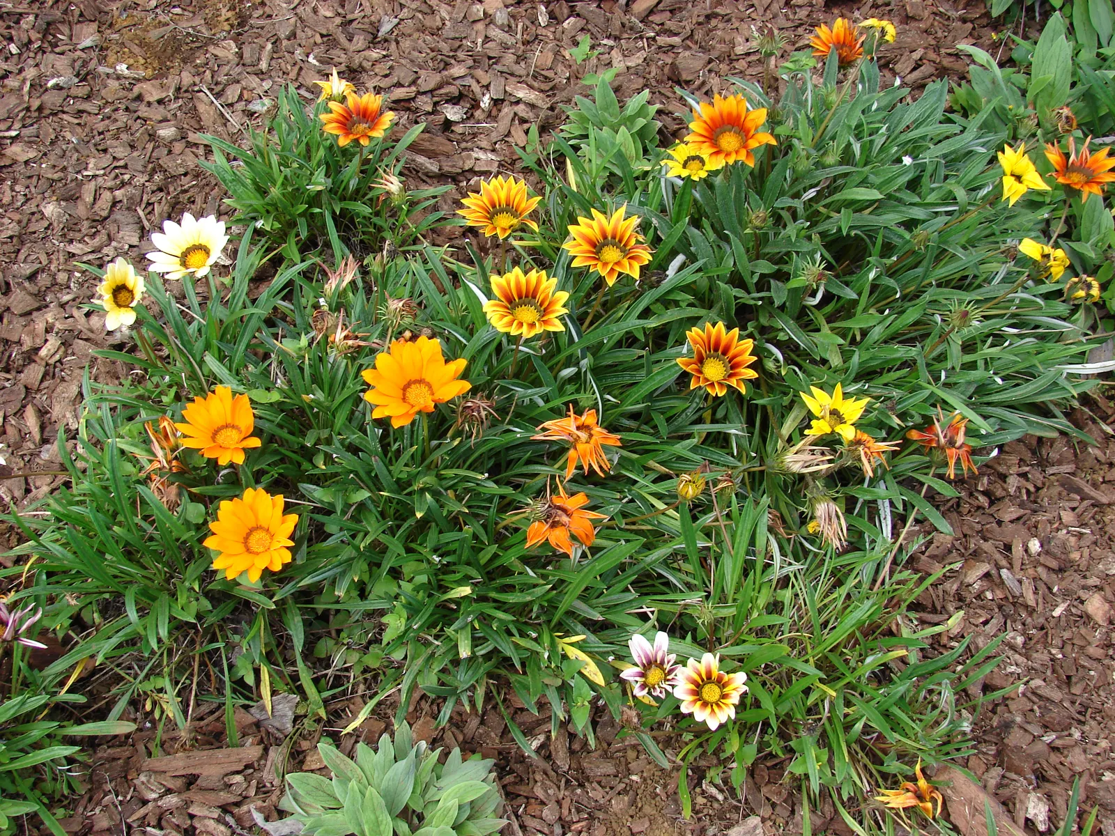 Trailing Gazania (Gazania Rigens) — often with a contrasting eye at the center; although it prefers well-draining conditions, image 60