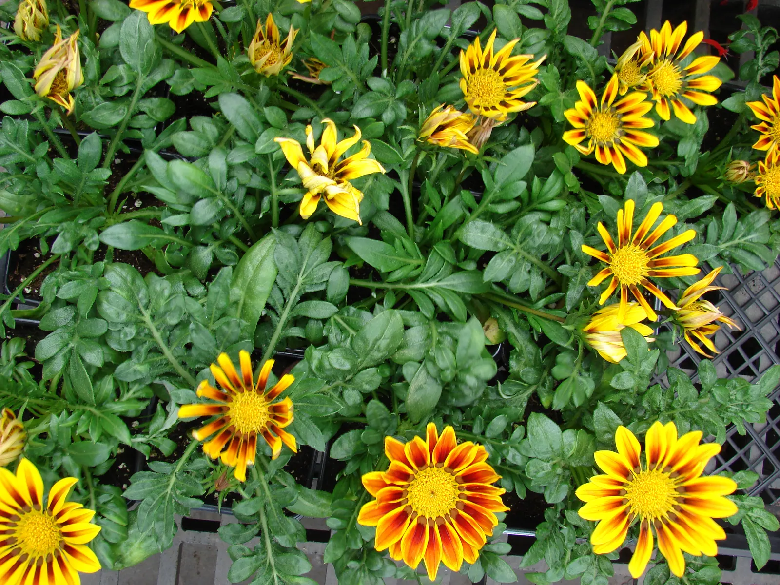 Trailing Gazania (Gazania Rigens) — adding a burst of color with minimal maintenance; offering a lengthy display of color.<br><br>For the landscape, image 54