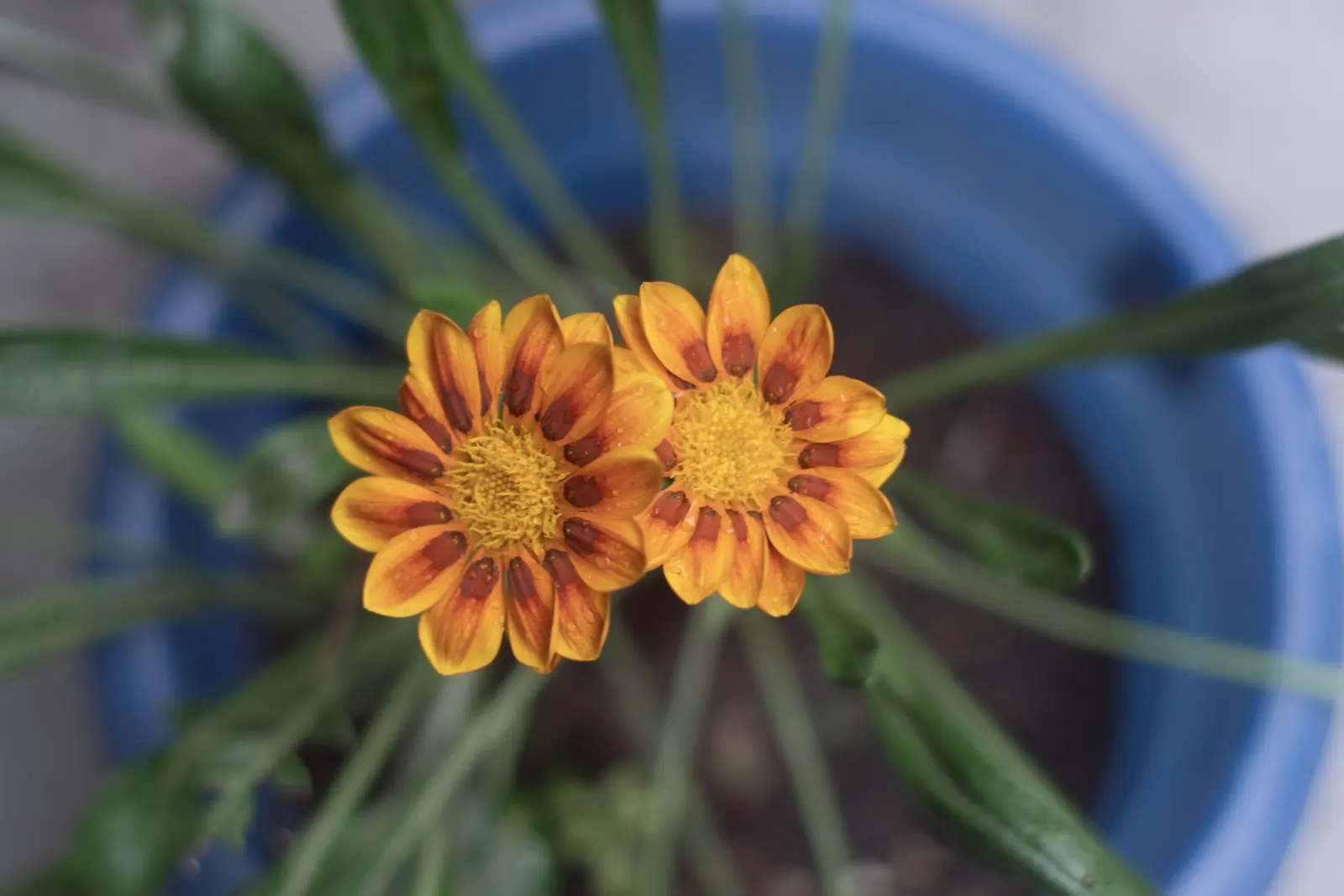 Trailing Gazania (Gazania Rigens) — ranging from bold yellows and oranges to whites and reds; its trailing stems can spread 1-2 feet, embellished with