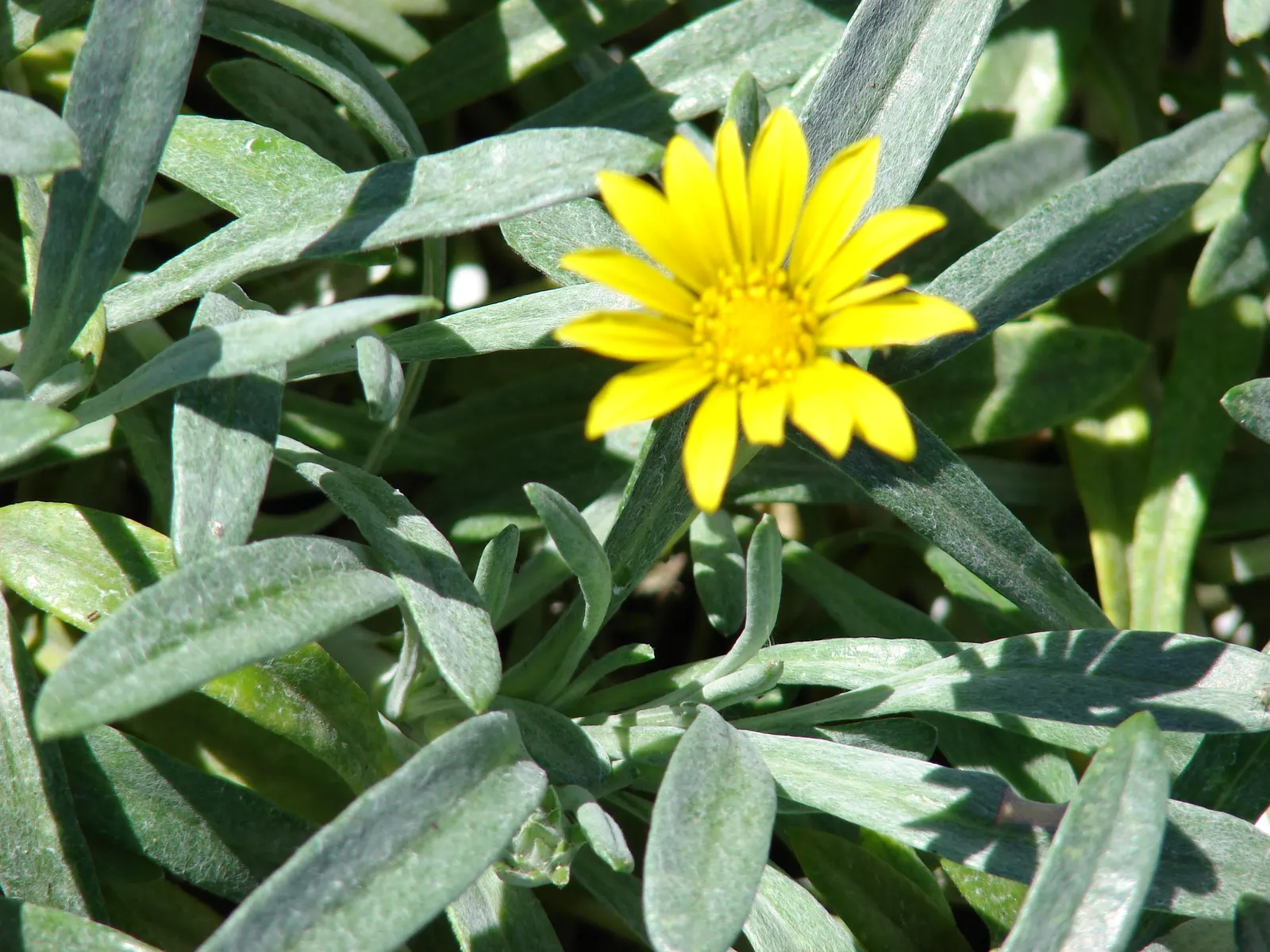 Trailing Gazania (Gazania Rigens) — Preference for well-draining soil makes it ideal for slopes; is a vibrant and robust ground cover that thrives in full sun
