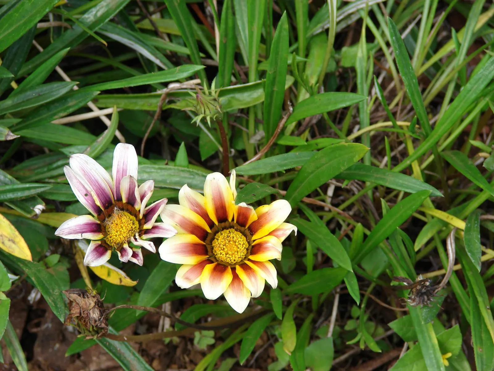 Trailing Gazania (Gazania Rigens) — ground cover / perennial with gold and multi-colored and orange and pink and purple and red and violet and, image 95