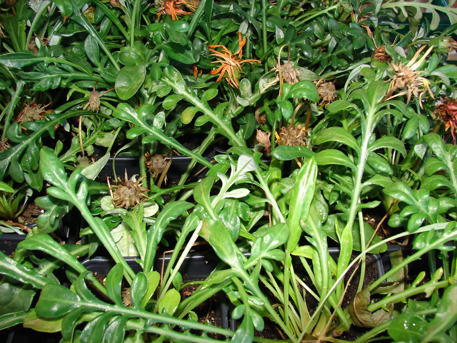 Trailing Gazania (Gazania Rigens) — is a vibrant and robust ground cover that thrives in full sun exposure; preference for well-draining soil makes, image 56