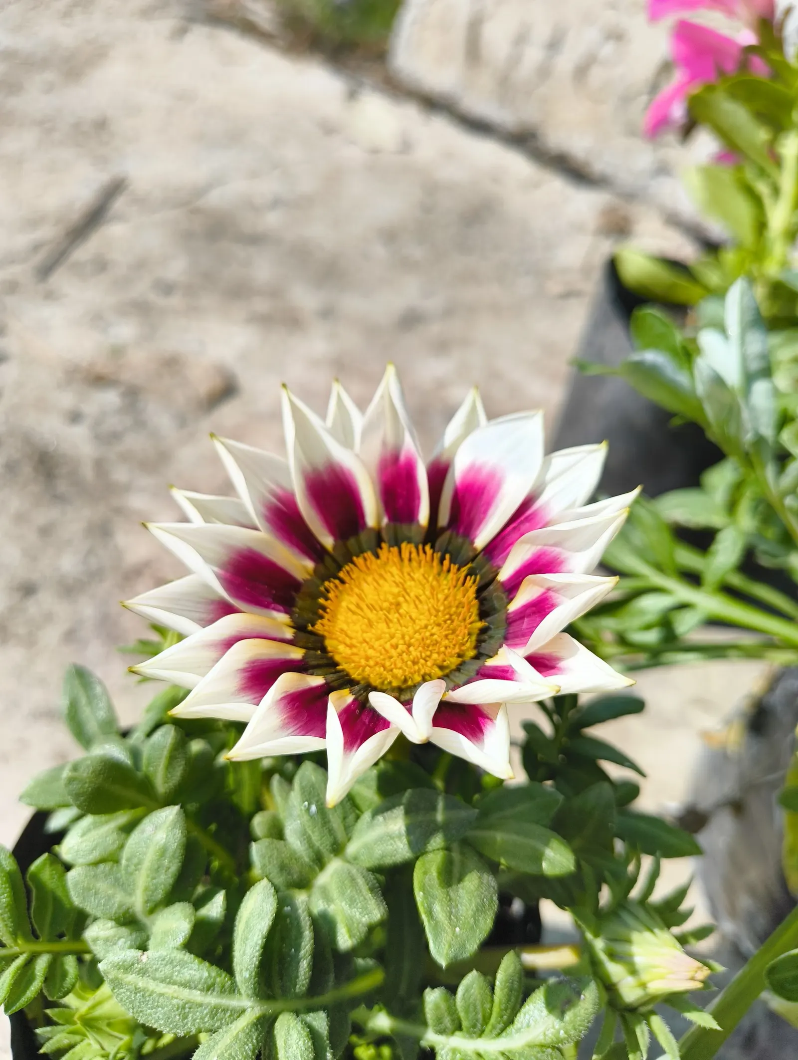 Trailing Gazania (Gazania Rigens) — is a vibrant and robust ground cover that thrives in full sun exposure