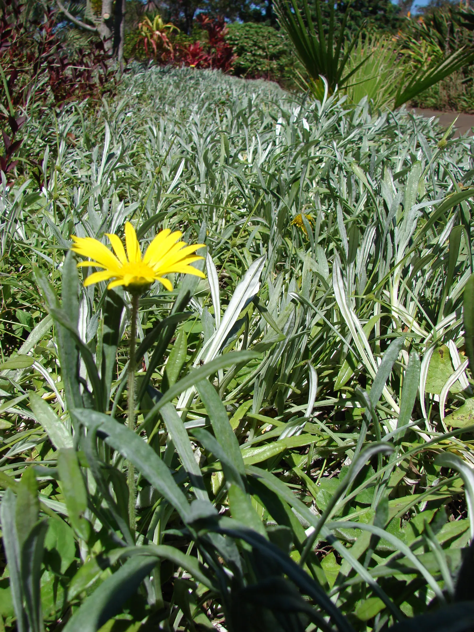 Trailing Gazania (Gazania Rigens) — although it prefers well-draining conditions