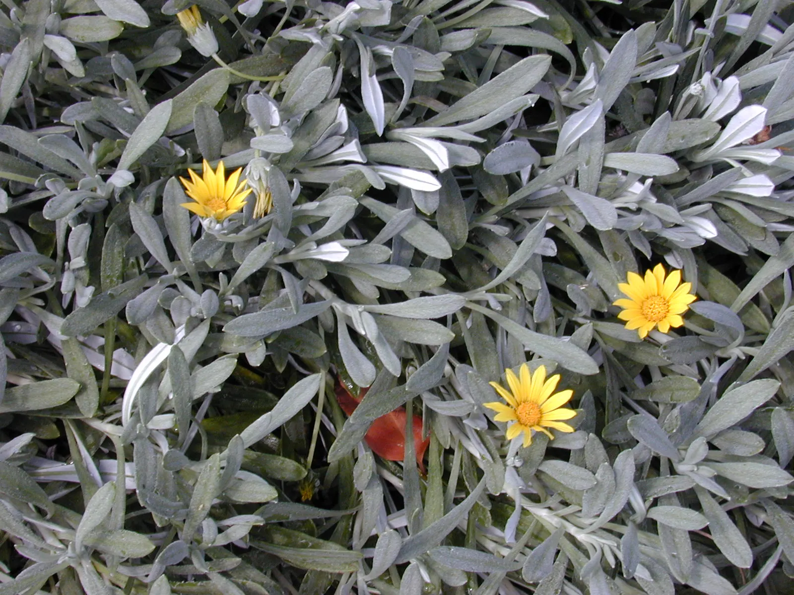 Trailing Gazania (Gazania Rigens) — which exhibit a kaleidoscope of colors; highlight the plant's low maintenance needs, image 82