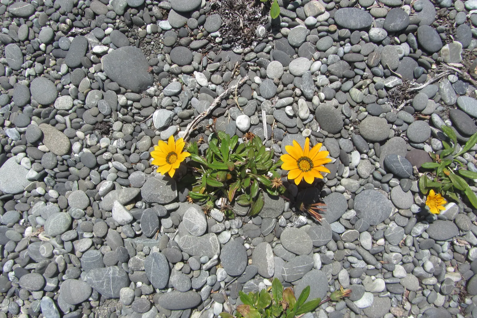 Trailing Gazania (Gazania Rigens) — These blossoms open wide under the sunlight and close in the evening or during overcast weather; it's crucial to note that