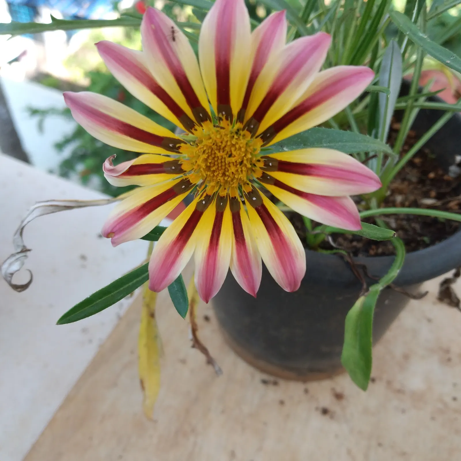 Trailing Gazania (Gazania Rigens) — Its vigorous trailing habit also makes it an excellent choice for cascading over walls or containers; blooming profusely
