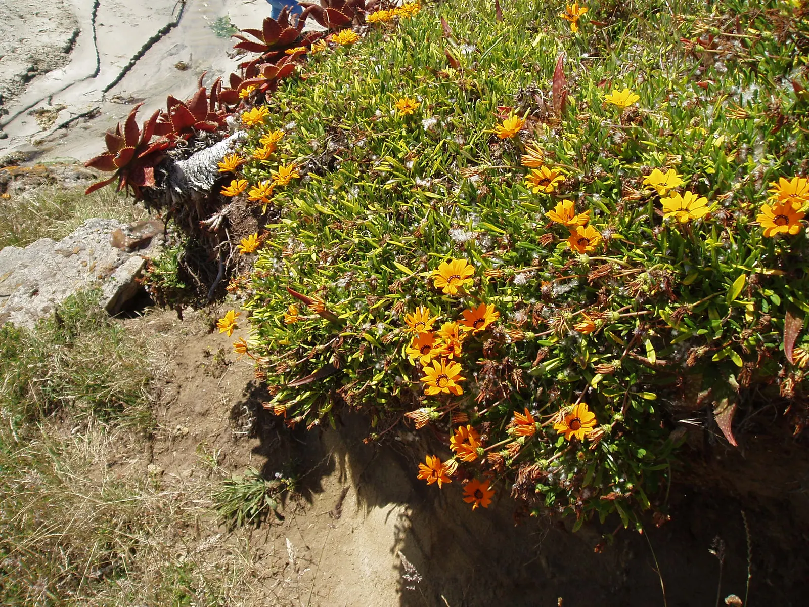 Trailing Gazania (Gazania Rigens) — Flowering typically occurs from early summer to autumn