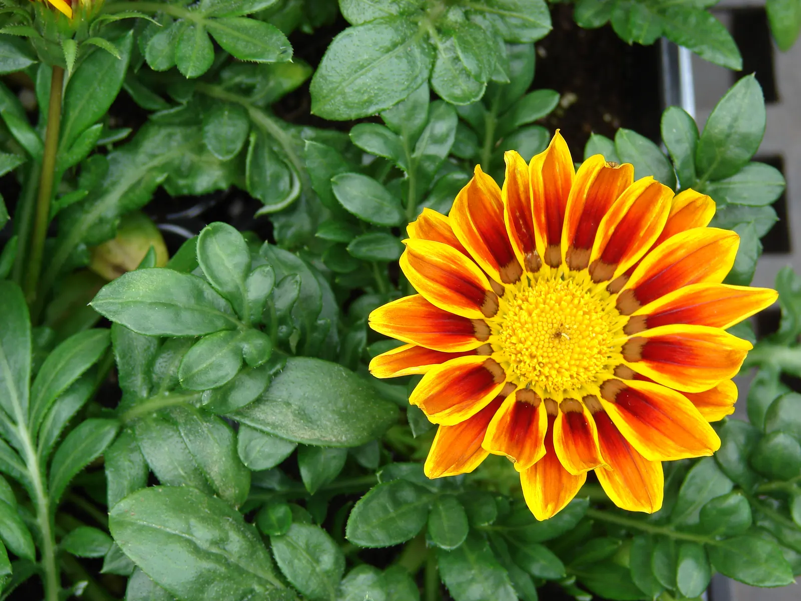 Trailing Gazania (Gazania Rigens) — Its trailing stems can spread 1-2 feet, embellished with silver-green foliage; ranging from bold yellows and, image 50