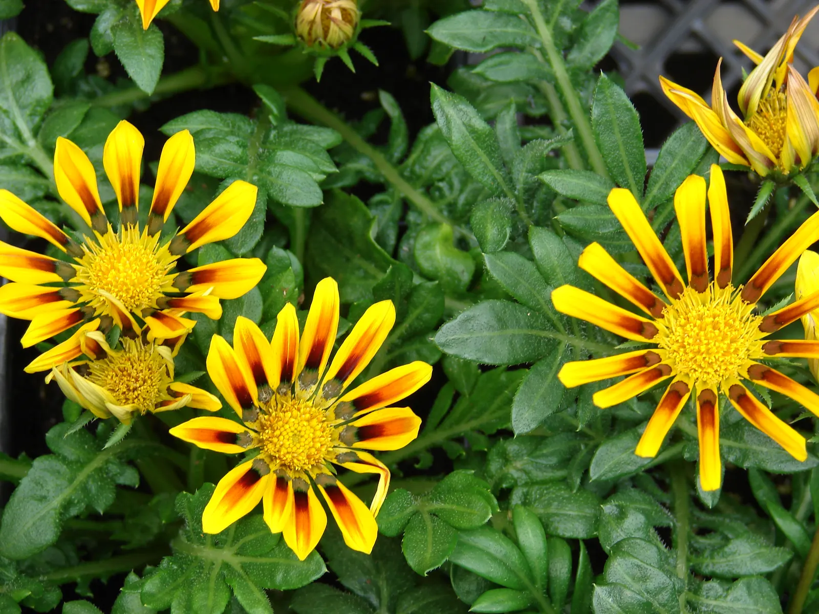 Trailing Gazania (Gazania Rigens) — These blossoms open wide under the sunlight and close in the evening or during overcast weather; it's crucial, image 61
