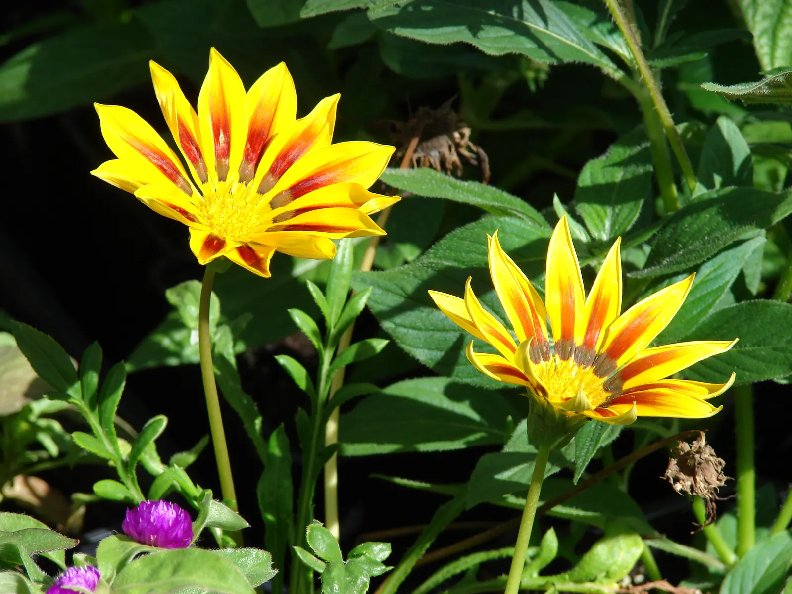 Trailing Gazania (Gazania Rigens) — or employed in mass plantings to provide a carpet of color; which include minimal watering once established and, image 65