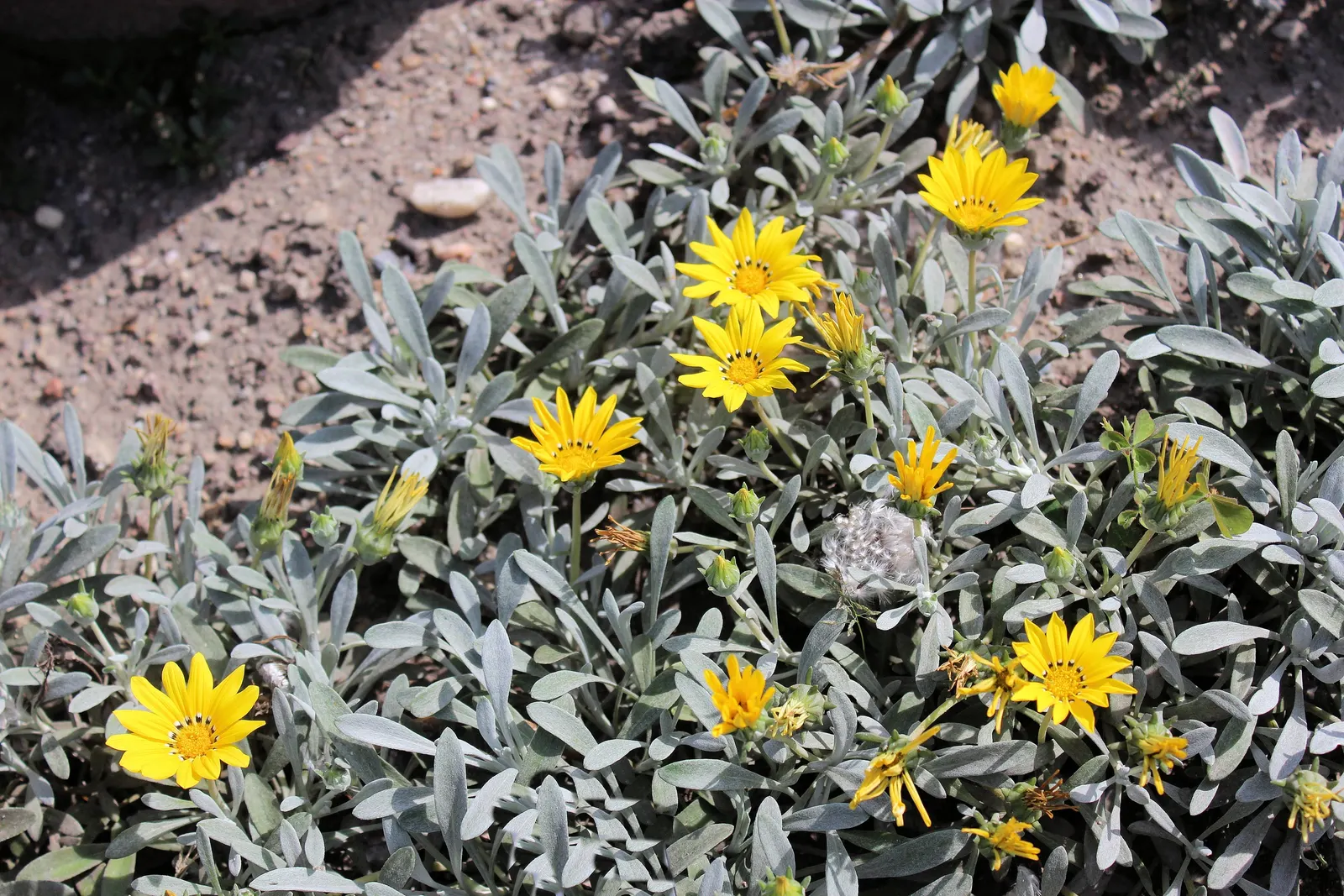 Trailing Gazania (Gazania Rigens) — ranging from bold yellows and oranges to whites and reds