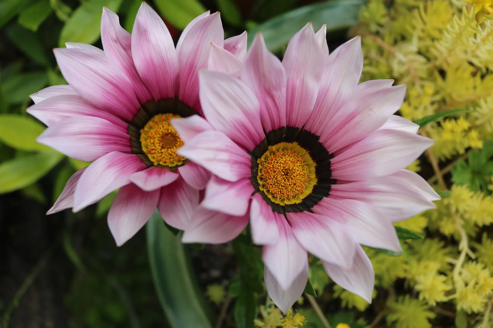 Trailing Gazania (Gazania Rigens) — Preference for well-draining soil makes it ideal for slopes