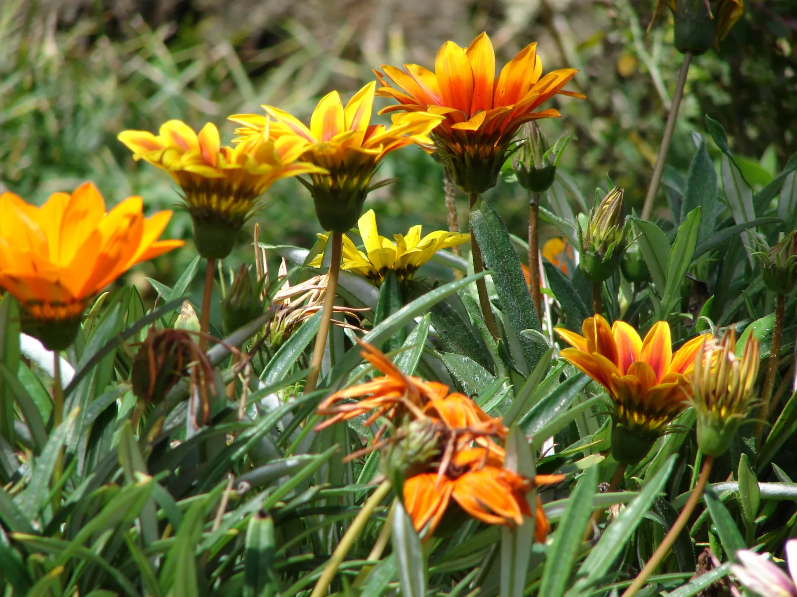 Trailing Gazania (Gazania Rigens) — Its vigorous trailing habit also makes it an excellent choice for cascading over walls or containers; blooming, image 90
