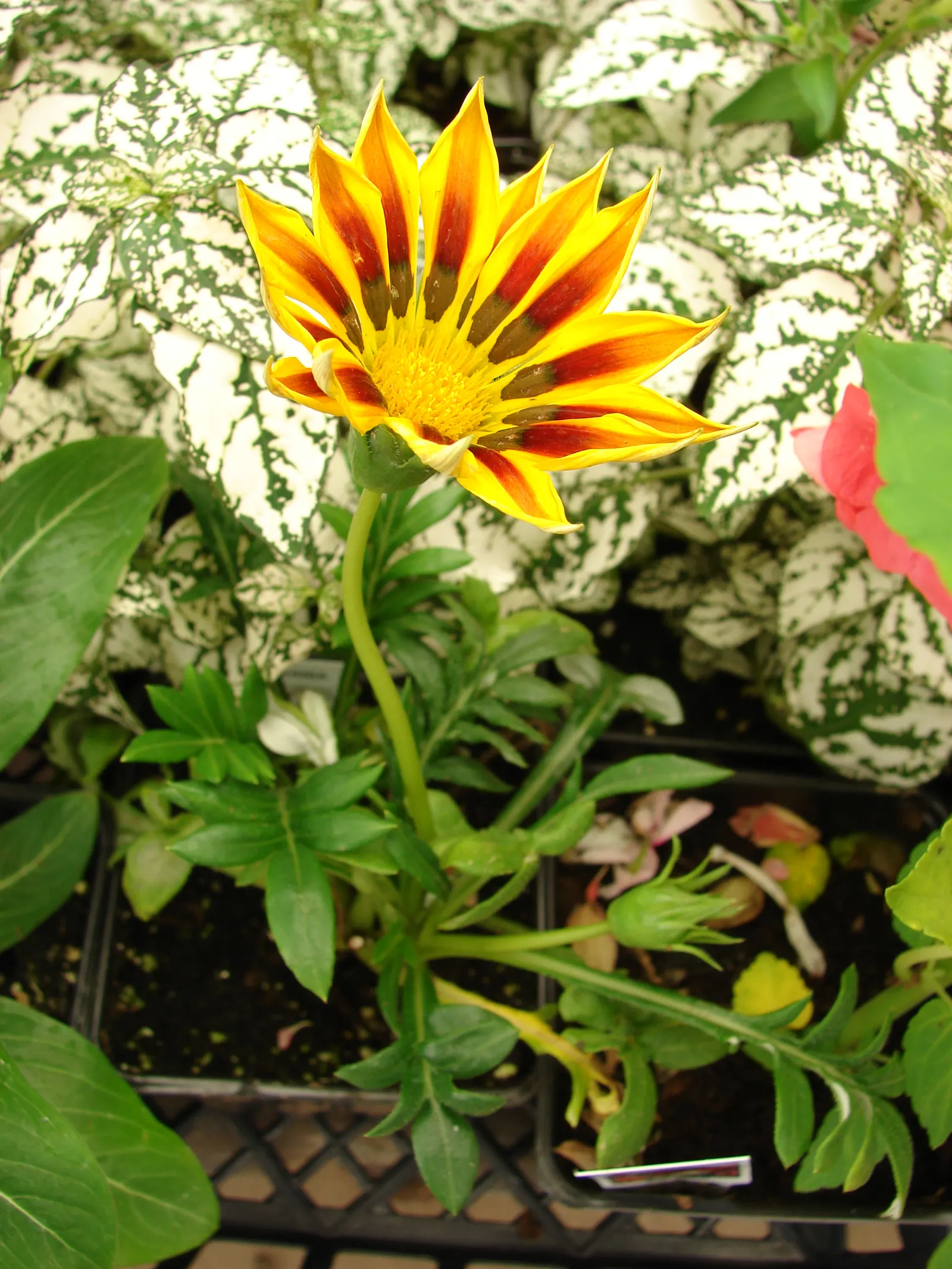 Trailing Gazania (Gazania Rigens) — Flowering typically occurs from early summer to autumn; ground cover / perennial with gold and multi-colored, image 62