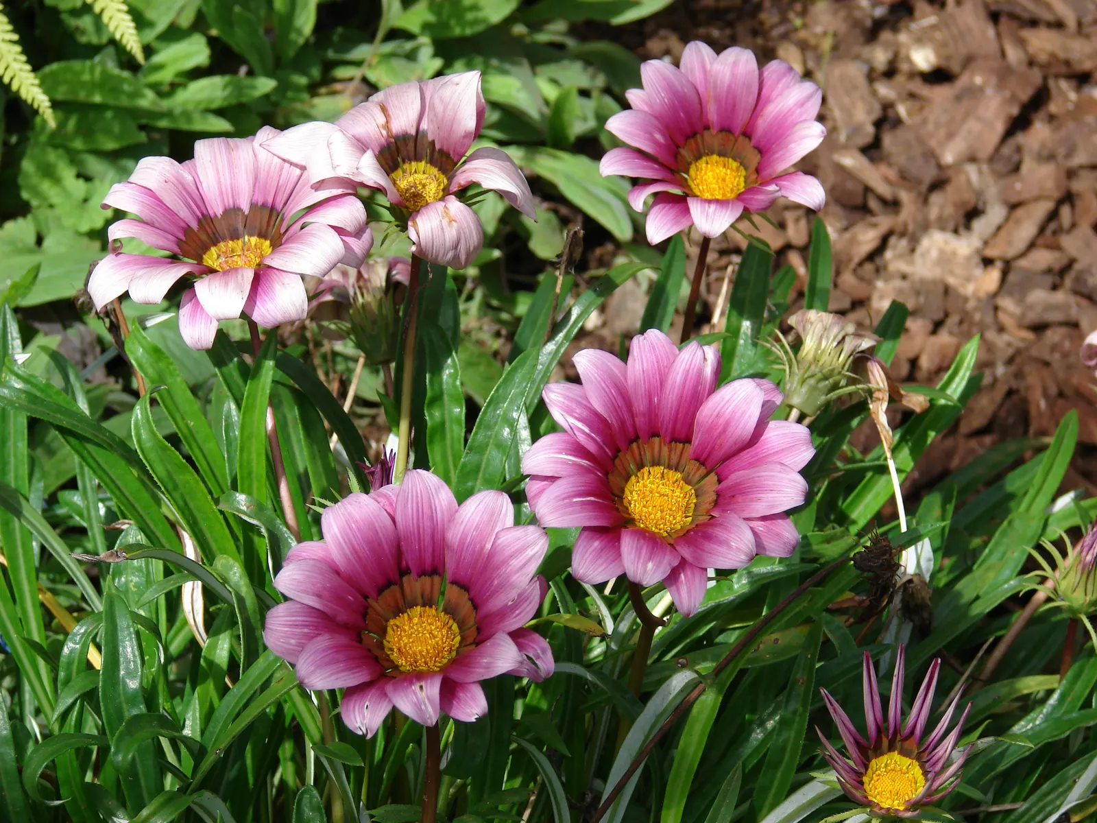 Trailing Gazania (Gazania Rigens) — which include minimal watering once established and occasional deadheading to promote further blooming; or, image 68