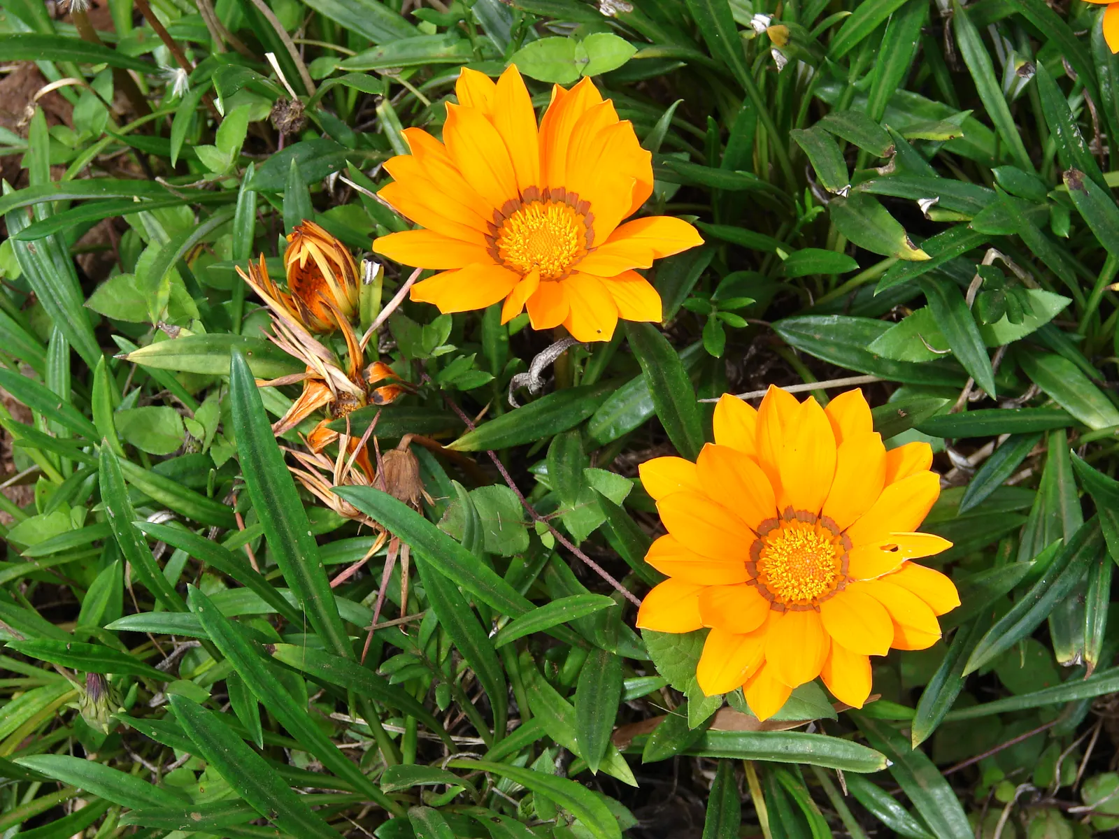 Trailing Gazania (Gazania Rigens) — scientifically named Gazania rigens; gold and multi-colored and orange and pink and purple and red and violet, image 55