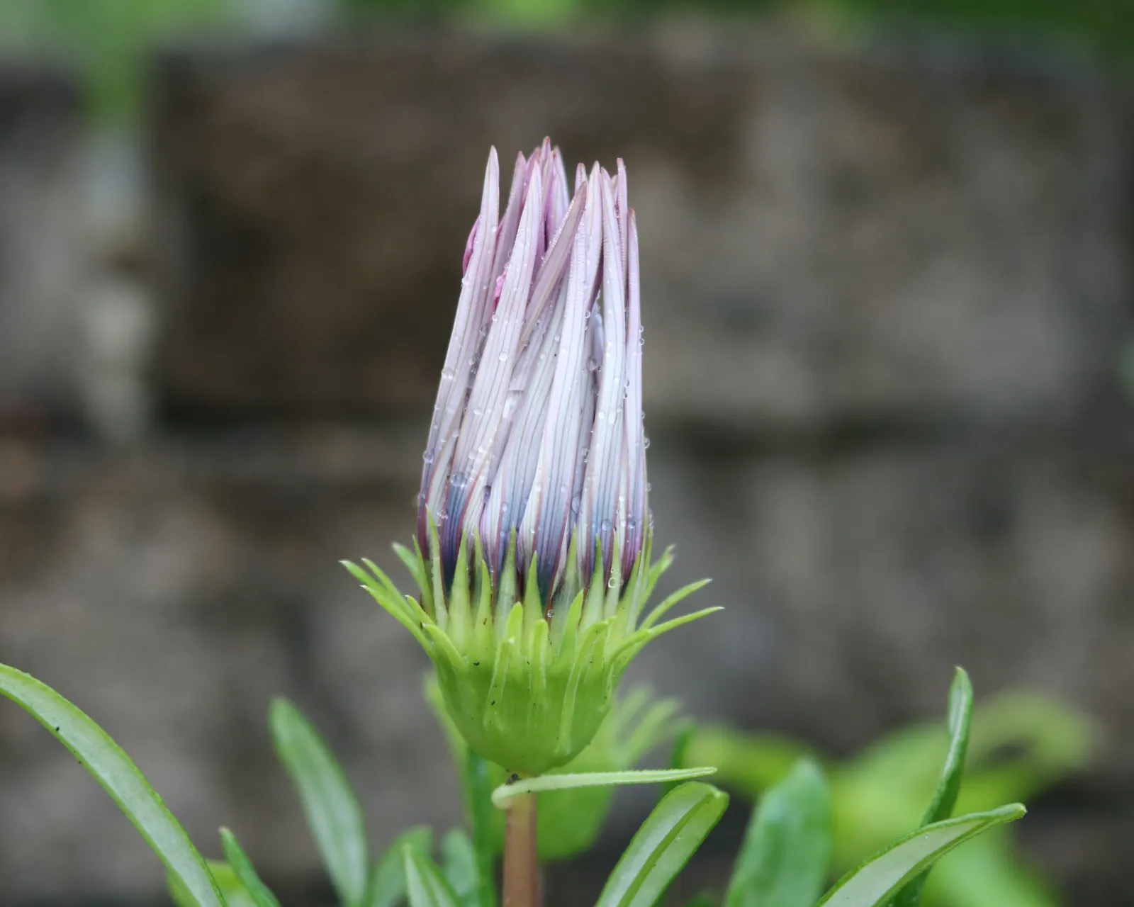 Trailing Gazania (Gazania Rigens) — ground cover / perennial with gold and multi-colored and orange and pink and purple and red and violet and, image 71