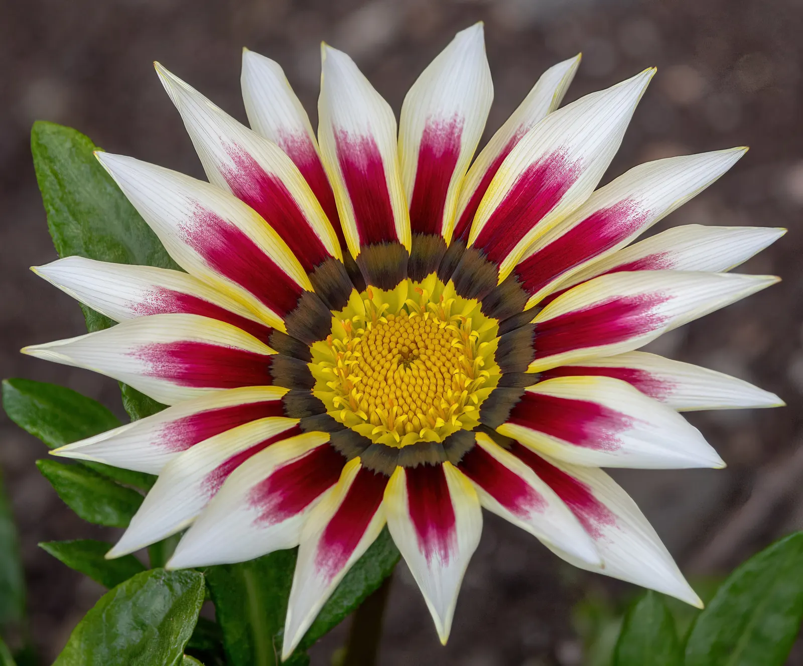 Trailing Gazania (Gazania Rigens) — highlight the plant's low maintenance needs; which exhibit a kaleidoscope of colors, image 67