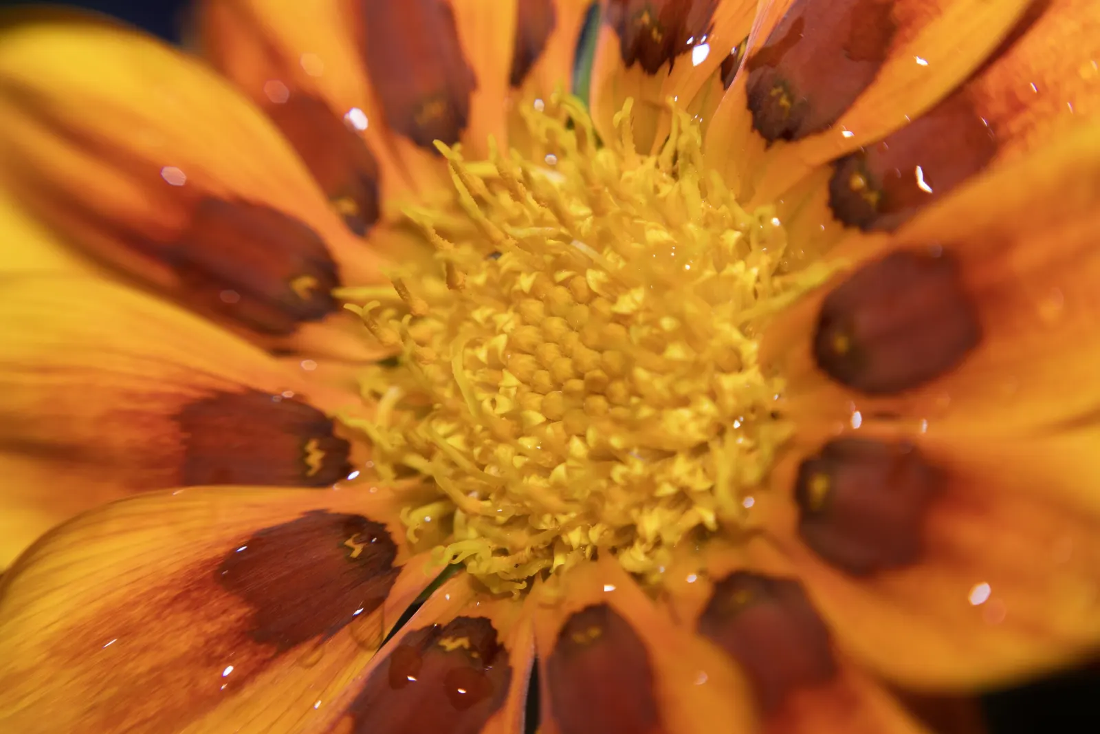 Trailing Gazania (Gazania Rigens) — often with a contrasting eye at the center; although it prefers well-draining conditions