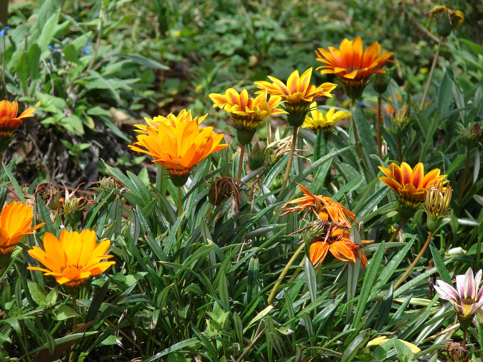 Trailing Gazania (Gazania Rigens) — which include minimal watering once established and occasional deadheading to promote further blooming; or, image 92