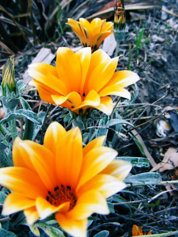 Trailing Gazania (Gazania Rigens) — ranging from bold yellows and oranges to whites and reds; its trailing stems can spread 1-2 feet, embellished, image 83
