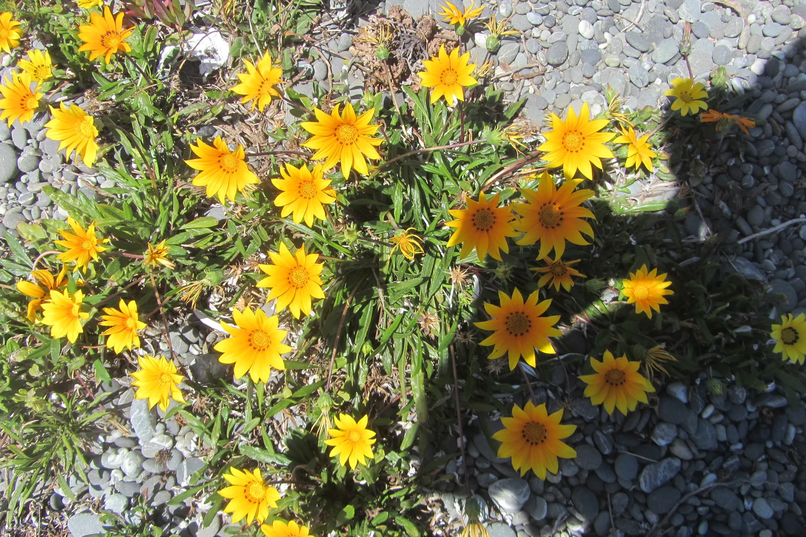 Trailing Gazania (Gazania Rigens) — which exhibit a kaleidoscope of colors; highlight the plant's low maintenance needs