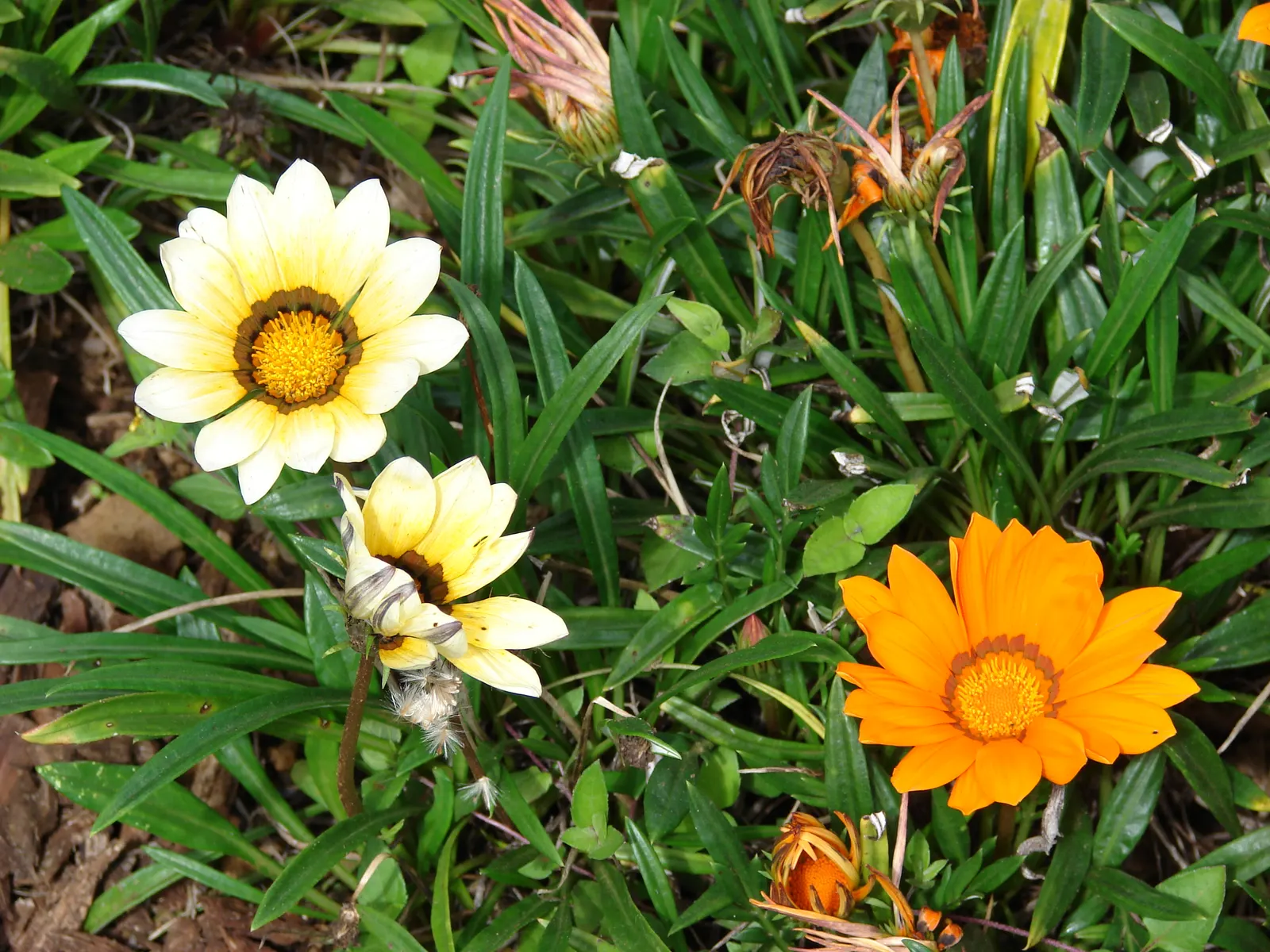 Trailing Gazania (Gazania Rigens) — Preference for well-draining soil makes it ideal for slopes; is a vibrant and robust ground cover that thrives, image 53