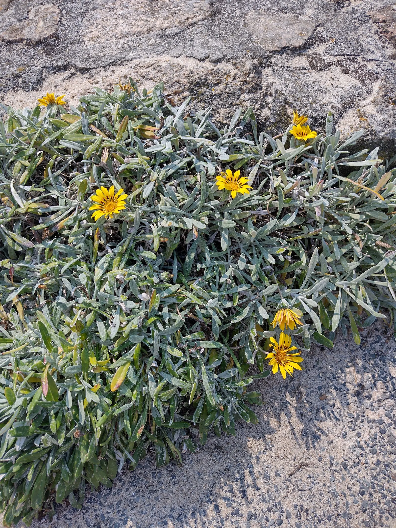 Trailing Gazania (Gazania Rigens) — although it prefers well-draining conditions; often with a contrasting eye at the center